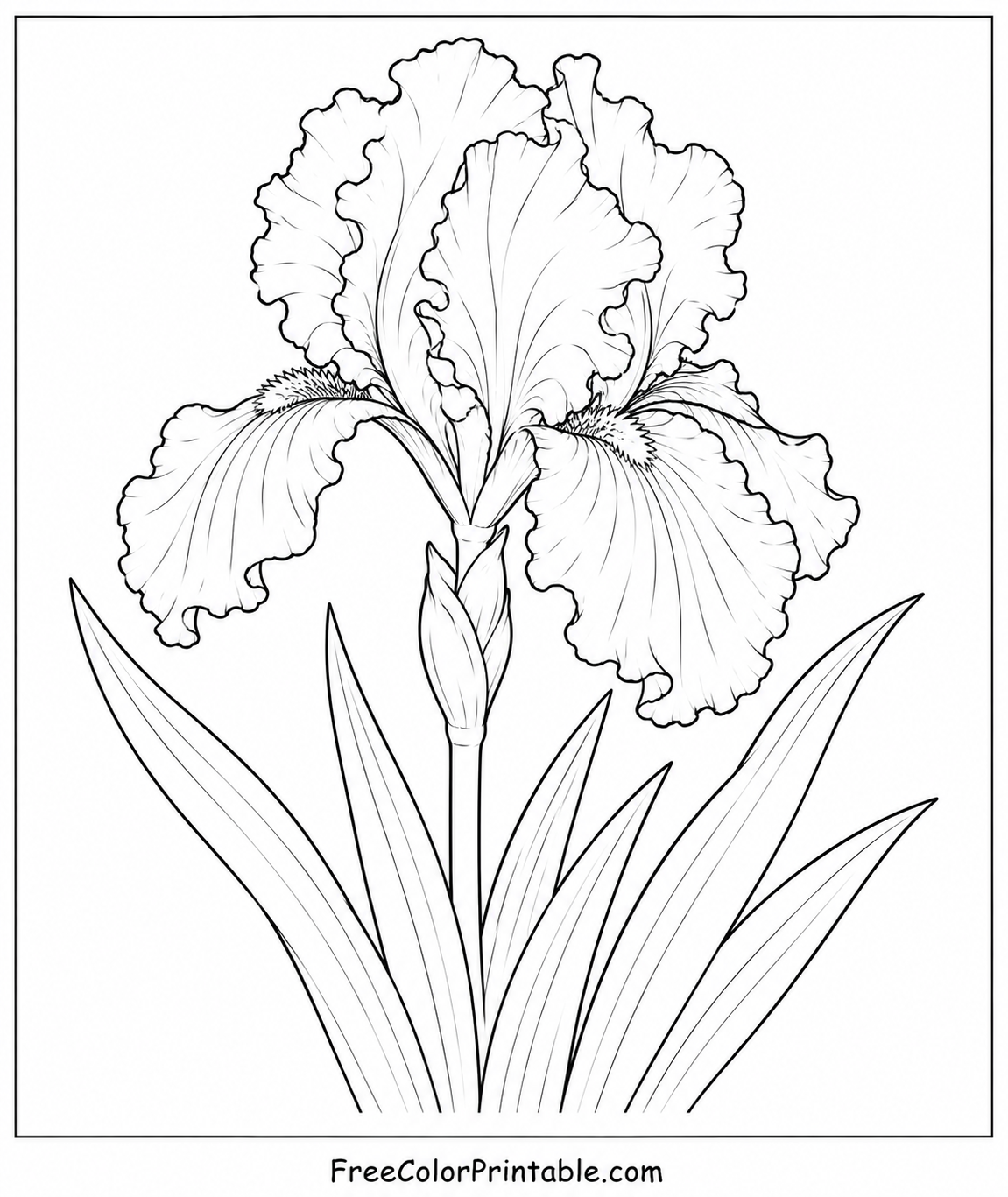 Iris flower line art for coloring Coloring Page — Free Printable — free printable coloring page